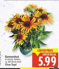 Sonnenhut für 5,99 € bei E center im Angebot Sonnenhut im aktuellen E center Prospekt