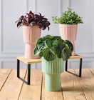 Plantes Vertes Retombantes - Super U à Dijon Plantes Vertes Retombantes en promo chez Super U Dijon à 8,99 €