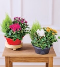 Composition 4 plantes - Super U à Toulon Composition 4 plantes en promo chez Super U Toulon à 9,99 €