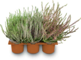 Besenheide Angebote bei Netto Marken-Discount Pinneberg für 7,99 €