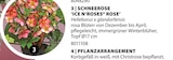 SCHNEEROSE Angebote bei Dehner Garten-Center Unna für 19,99 €