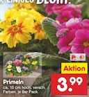 Primeln im aktuellen Prospekt bei Netto Marken-Discount in Marne