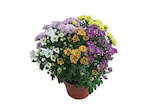 Chrysanthemen Elle Fleur im Angebot bei Lidl in Göttingen Chrysanthemen Elle Fleur Angebote bei Lidl Göttingen für 3,99 €