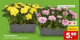 Chrysanthemen im Angebot bei Netto Marken-Discount in Karlsruhe Chrysanthemen Angebote bei Netto Marken-Discount Karlsruhe für 5,99 €