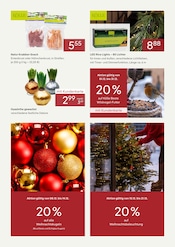 Weihnachten im Pflanzen Kölle Prospekt in Hennigsdorf Aktueller Pflanzen Kölle Prospekt mit Weihnachten, "DAUERHAFT NIEDRIGE PREISE IM DEZEMBER", Seite 2