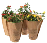 Rosen-Busch im EDEKA Prospekt Rosen-Busch im aktuellen EDEKA Prospekt für 12,99 €