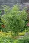 Gartenbambus 14-cm-Topf Angebote bei toom Baumarkt Stendal für 9,99 €