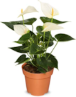 Aktuelle Pflanzen Angebote bei Netto Marken-Discount in Nürnberg Aktuelles Flamingoblume Angebot bei Netto Marken-Discount in Nürnberg ab 5,99 €