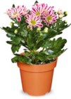 Aktuelles Chrysantheme Angebot bei Netto Marken-Discount in Mönchengladbach ab 2,49 €