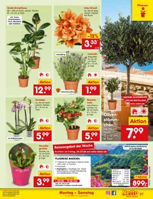 Pflanzen im Netto Marken-Discount Prospekt "Aktuelle Angebote" mit 71 Seiten (Mönchengladbach)