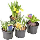 Blumenzwiebel-Mix Angebote bei Thomas Philipps Hürth für 0,99 €