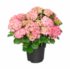 Hortensie bei Hagebaumarkt im Salzkotten Prospekt für 12,99 €