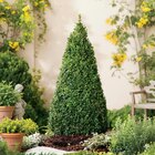 Buis pyramide dans le catalogue Carrefour