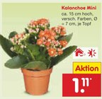 Kalanchoe Mini Angebote bei Netto Marken-Discount Garbsen für 1,11 €
