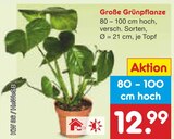 Große Grünpflanze im Angebot bei Netto Marken-Discount in Düsseldorf Große Grünpflanze Angebote bei Netto Marken-Discount Düsseldorf für 12,99 €