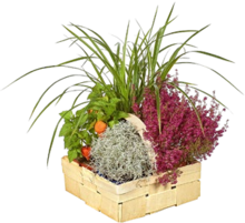 Herbstpflanzen im Spankorb bei Kaufland in Darmstadt Herbstpflanzen im Spankorb im Angebot bei Kaufland Darmstadt für 7,99 €