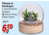 Pflanze in Glaskugel Angebote bei Opti-Megastore Cuxhaven für 6,99 €