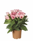 Eustoma für 1,99 € bei Lidl im Angebot Eustoma im aktuellen Lidl Prospekt
