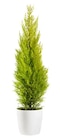 Jardiland Brétigny-sur-Orge - Promo Cyprès "Gold Crest Wilma" Promo Cyprès "Gold Crest Wilma" à 6,99 € dans le catalogue Jardiland à Brétigny-sur-Orge