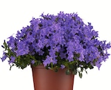 Glockenblume Campanula Angebote bei Wreesmann Cottbus für 3,99 €