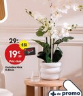 Orchidée Mick en promo chez Maxi Bazar Clichy à 19,99 €