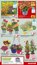 Pflanzen im toom Baumarkt Prospekt Pflanzen im toom Baumarkt Prospekt WOCHENWEISE MEGAPREISE! auf S. 3