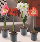 AMARYLLIS - GARDENLINE dans le catalogue Aldi