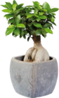 Ficus Ginseng en pot céramique en promo chez Lidl Troyes à 9,99 €