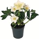 Helleborus im Angebot bei Zimmermann in Oldenburg Helleborus Angebote bei Zimmermann Oldenburg für 3,99 €