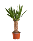 Yucca dans le catalogue Lidl