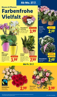 Pflanzen im aktuellen Lidl Prospekt (Mönchengladbach) Pflanzen im Lidl Prospekt "LIDL LOHNT SICH" mit 69 Seiten (Mönchengladbach)