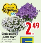 Glockenblume Kosea Kris Angebote bei EDEKA Memmingen für 2,49 €