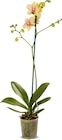 Aktuelle Zimmerpflanzen Angebote bei Netto Marken-Discount in Duisburg Aktuelles Orchidee Angebot bei Netto Marken-Discount in Duisburg