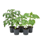 Gemüsepflanzen im aktuellen OBI Prospekt