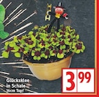Glücksklee in Schale im aktuellen EDEKA Prospekt