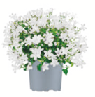Glockenblume im toom Baumarkt Prospekt Glockenblume von im aktuellen toom Baumarkt Prospekt für 3,99 €