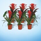 Broméliacées en promo à 7,99 € chez Netto Broméliacées dans le catalogue Netto