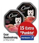 Hundenahrung von Cesar im aktuellen EDEKA Prospekt für 
