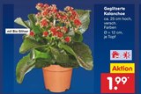 Aktuelles Geglitzerte Kalanchoe Angebot bei Netto Marken-Discount in Jena ab 1,99 €