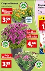 Chrysanthemen für 3,59 € bei Thomas Philipps im Angebot Chrysanthemen im aktuellen Thomas Philipps Prospekt