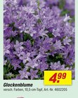 Glockenblume im Angebot bei toom Baumarkt in Delmenhorst Glockenblume Angebote bei toom Baumarkt Delmenhorst für 4,99 €