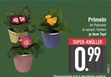 Aktuelles Primeln Angebot bei E center in Augsburg ab 0,99 €
