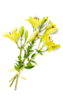 Lilien für 2,99 € bei Kaufland im Angebot Lilien im aktuellen Kaufland Prospekt
