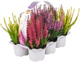 Besenheide Starlight im REWE Prospekt Besenheide Starlight von Beauty Ladies im aktuellen REWE Prospekt für 7,49 €