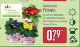 Primeln von Gardenline für 0,79 € bei ALDI Nord im Angebot Primeln von Gardenline im aktuellen ALDI Nord Prospekt