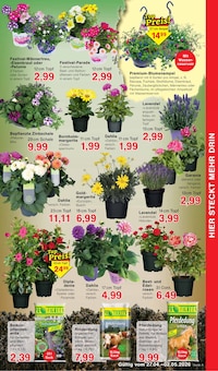 Pflanzen im Jawoll Prospekt "Sonderposten-Märkte" mit 16 Seiten (Braunschweig)