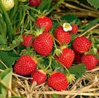 Aktuelles Erdbeerpflanzen Angebot bei OBI in Nürnberg ab 2,99 €