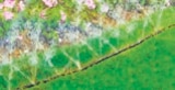 Sprüh-Beregnungsschlauch für 5,98 € bei Thomas Philipps im Angebot Sprüh-Beregnungsschlauch im aktuellen Thomas Philipps Prospekt