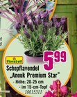 Schopflavendel "Anouk Premium Star" im Angebot bei Hornbach in Braunschweig Schopflavendel "Anouk Premium Star" Angebote von FloraSelf bei Hornbach Braunschweig für 5,99 €