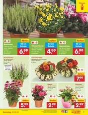 Garten im Netto Marken-Discount Prospekt in Kaufbeuren Aktueller Netto Marken-Discount Prospekt mit Garten, "Aktuelle Angebote", Seite 7